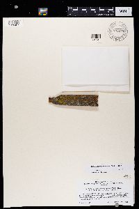 Caloplaca microphyllina image