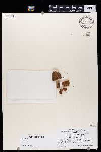 Thumbnail image of current specimen