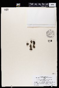 Phaeophyscia hirsuta image