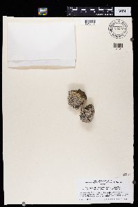 Tephromela atra image