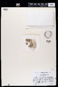Lecidea tessellata image