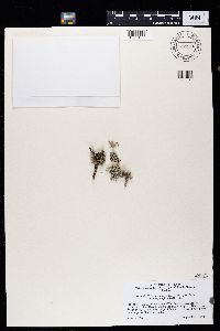 Heterodermia echinata image