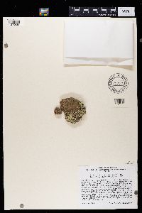 Aspicilia epiglypta image