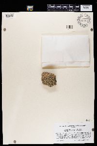 Dimelaena oreina image