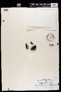 Lecidea atrobrunnea image
