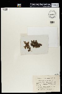 Pseudocyphellaria crocata image