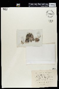 Psora decipiens image