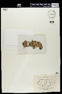 Media resource of Hypogymnia hypotrypella