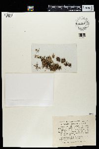 Media resource of Hypogymnia fragillima