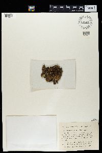 Media resource of Hypogymnia delavayi