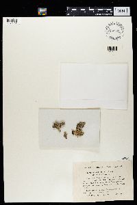 Hypogymnia physodes image