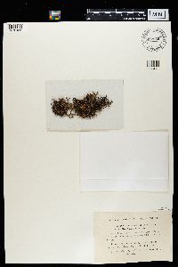 Hypogymnia enteromorpha image