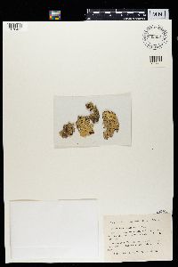 Flavoparmelia caperata image