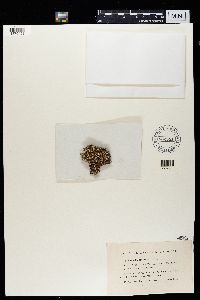 Flavopunctelia flaventior image