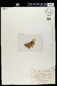 Media resource of Parmotrema arnoldii