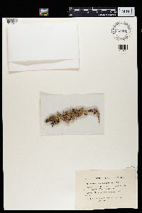 Everniastrum cirrhatum image