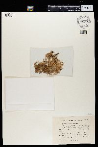 Evernia mesomorpha image