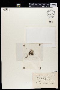 Cladonia pleurota image