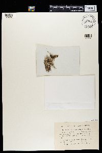 Cladonia scabriuscula image