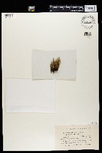 Cladonia gracilis subsp. turbinata image