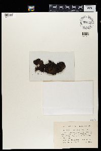 Umbilicaria muehlenbergii image