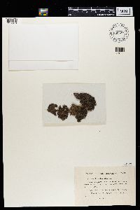 Lasallia pertusa image