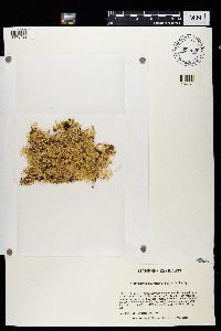 Ramalina intermedia image