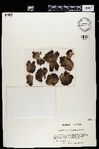 Umbilicaria muehlenbergii image