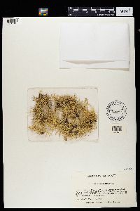 Evernia mesomorpha image