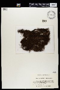 Bryoria fremontii image