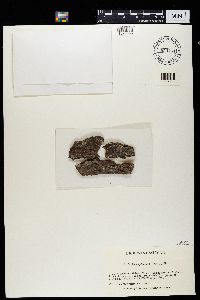 Lecidea nylanderi image