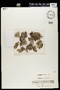 Hypogymnia krogiae image