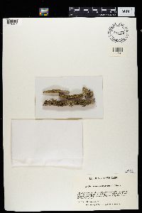 Mycoblastus sanguinarius image