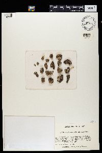 Imshaugia placorodia image