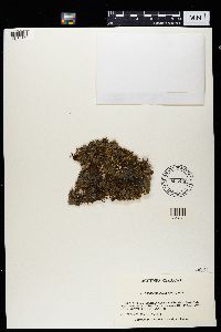 Nephroma parile image