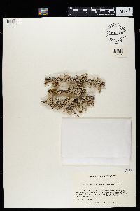 Pseudevernia intensa image