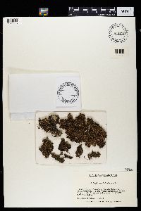 Nephroma helveticum image