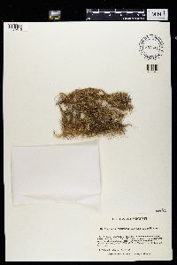 Bryoria nadvornikiana image