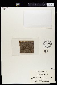 Thelocarpon laureri image