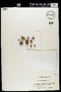 Media resource of Acarospora immersa