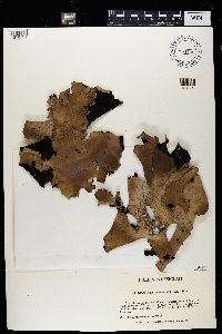 Umbilicaria mammulata image