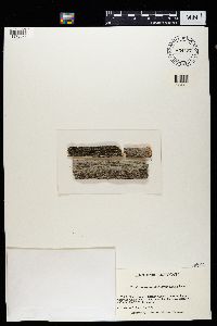 Strangospora moriformis image