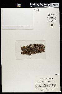 Bacidia schweinitzii image