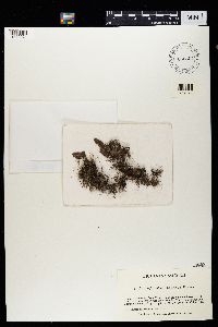 Bryoria furcellata image