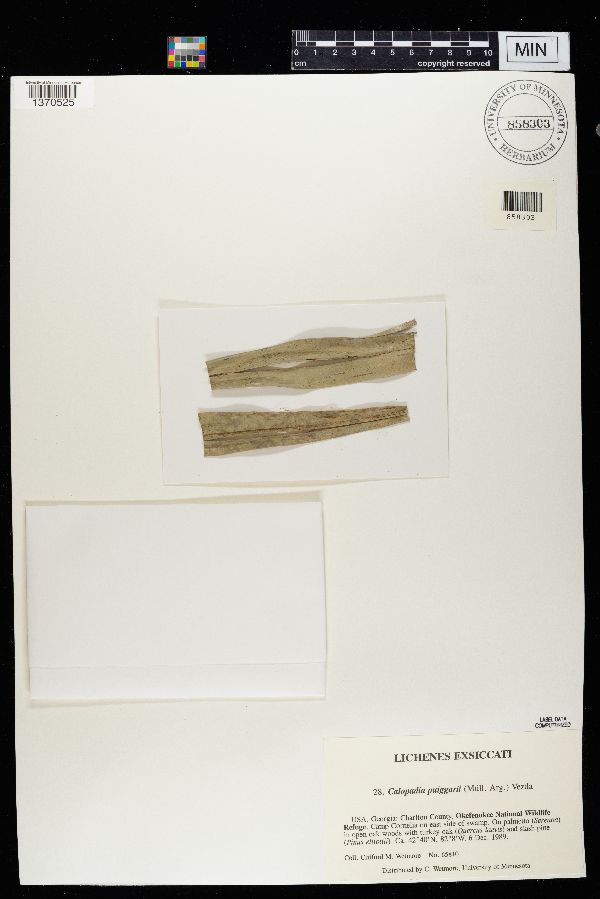 Calopadia puiggarii image