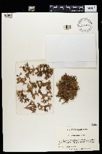 Cetraria arenaria image