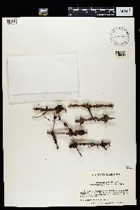 Tuckermanopsis sepincola image