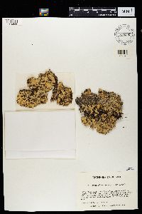 Cetrelia olivetorum image