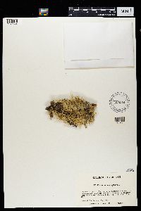 Evernia mesomorpha image
