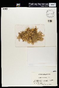 Evernia prunastri image